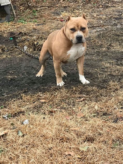 rockingham pound|rockingham pound dogs for sale.